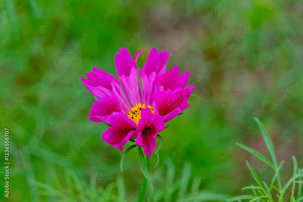 鮮やかなピンク色のコスモスの花