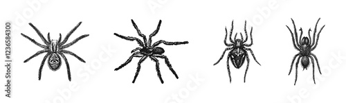Hand-Drawn Spider Illustrations Collection Vector Set