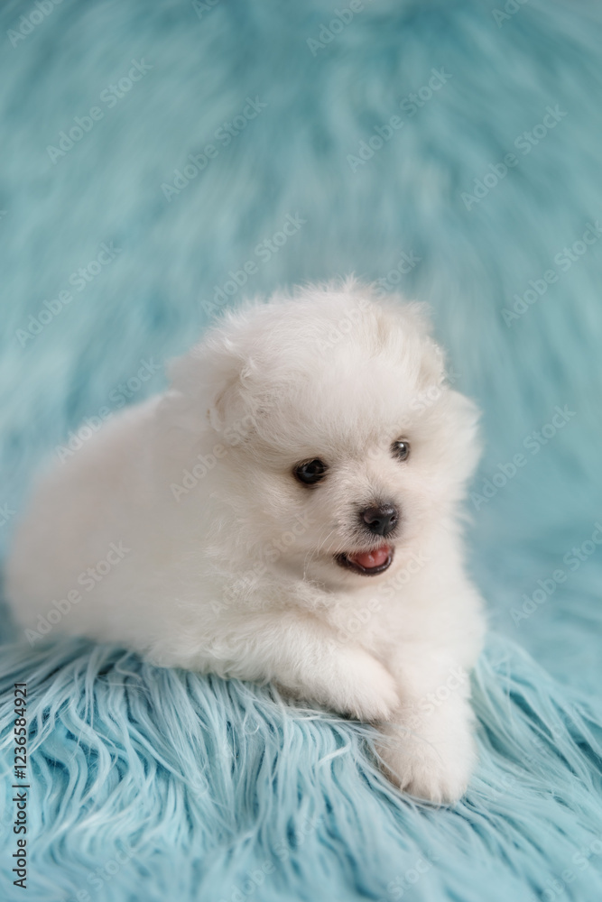 A white Pomeranian puppy lies on a turquoise fur background. The puppy is shown in a three-quarter view and slightly looks to the side. A white Pomeranian puppy lies on a turquoise fur background. The puppy is shown in a three-quarter view and slightly looks to the side.