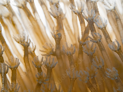 Small coral polyps in the backlight photo