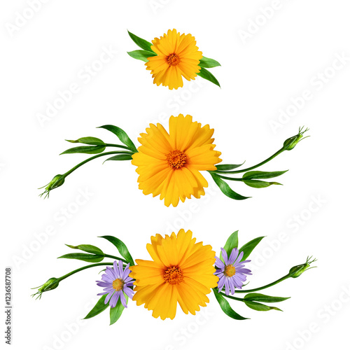 Festive decorative floral elements of yellow Lanceleaf Coreopsis and lilac Aster amellus flowers isolated on a white background. Design elements for wedding cards, invitations, collages, frames. photo