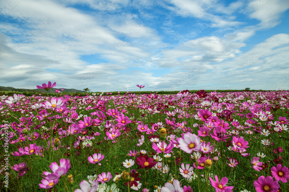 beautiful pink cosmos flowers in the farming area. flower field on winter season at Lop buri, beautiful pink cosmos flowers in the farming area. flower field on winter season at Lop buri,