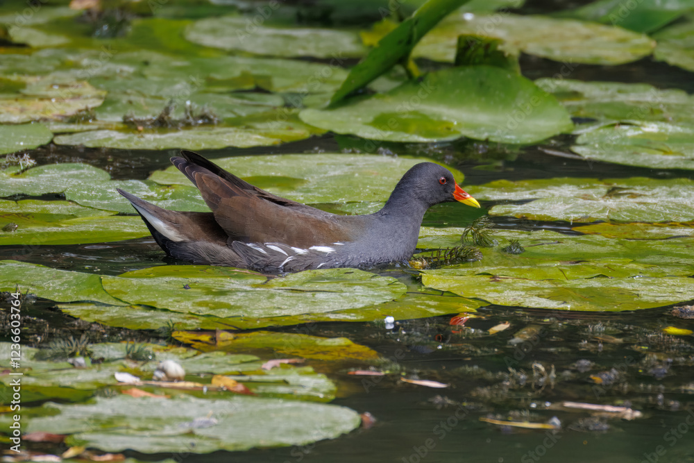 An adult common moorhen swims in the water with green leaves perpendicular to the camera lens on a summer day. An adult common moorhen swims in the water with green leaves perpendicular to the camera lens on a summer day.