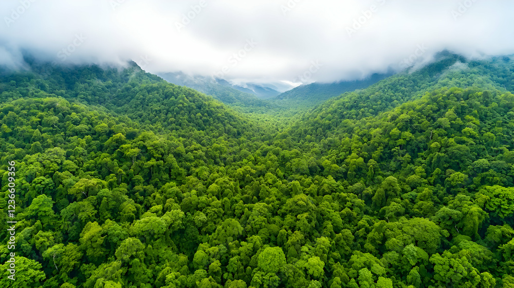 Fototapeta premium Aerial view of lush green mountain valley, misty peaks, rainforest canopy