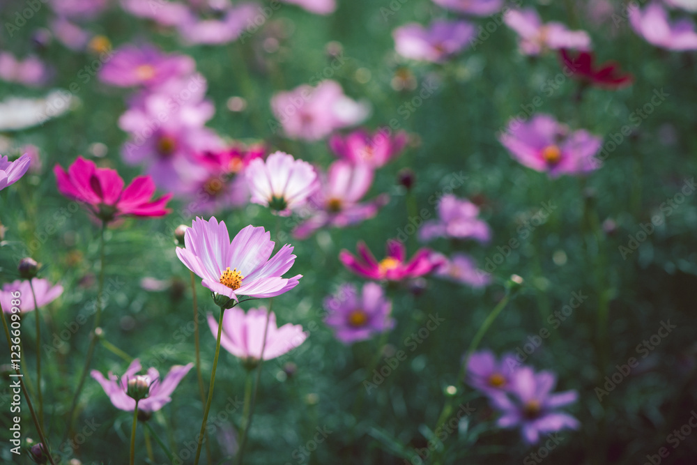 beautiful white cosmos flowers in the farming area. flower field beautiful white cosmos flowers in the farming area. flower field