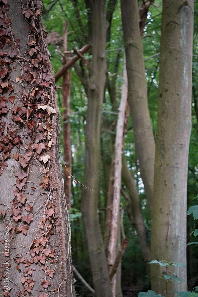 Old and dry Ivy (Hedera helix) in brown colors growing over a leaf tree trunk with green European beech tree (Fagus) forest in the background, North Rhine-Westphalia, Germany Old and dry Ivy (Hedera helix) in brown colors growing over a leaf tree trunk with green European beech tree (Fagus) forest in the background, North Rhine-Westphalia, Germany