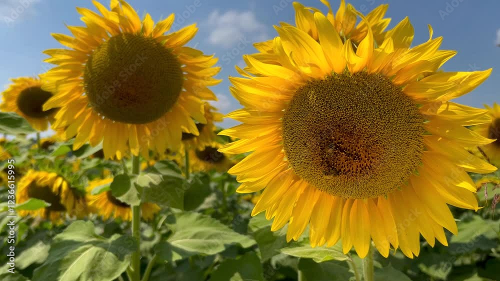 Sunflowers with bee in field on blue sky, close up on flowers with yellow petals moved by wind Sunflowers with bee in field on blue sky, close up on flowers with yellow petals moved by wind