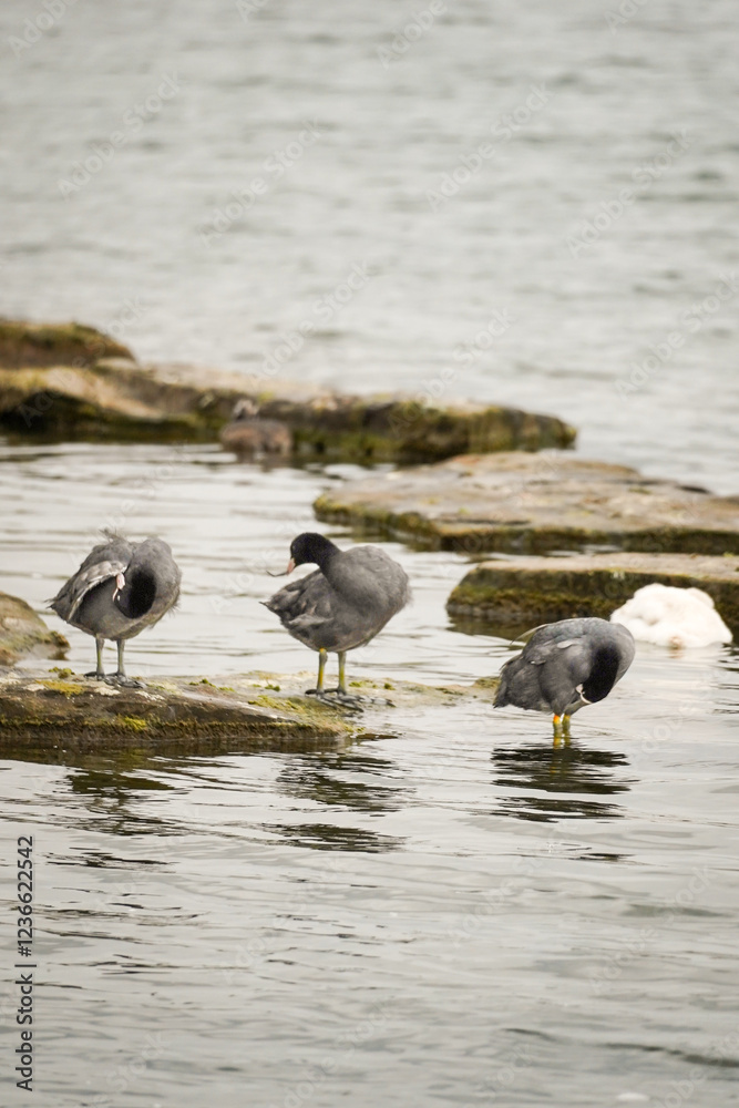 Three black Eurasian coot birds (Fulica atra) on a lake shore cleaning their beaks in the feathers while standing on stones, Phoenix See, Dortmund, Germany Three black Eurasian coot birds (Fulica atra) on a lake shore cleaning their beaks in the feathers while standing on stones, Phoenix See, Dortmund, Germany