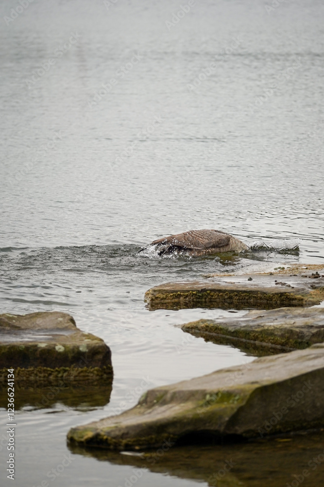 Canada goose (Branta canadensis) half way under the water hunting for food, Phoenix See, Dortmund, Germany Canada goose (Branta canadensis) half way under the water hunting for food, Phoenix See, Dortmund, Germany