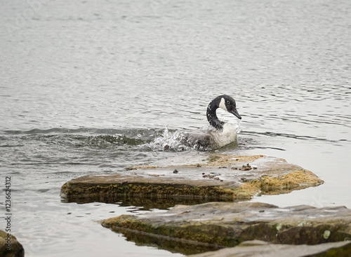 Close up of Canada goose (Branta canadensis) rising out of water and having splashes everywhere, Phoenix See, Dortmund, Germany photo