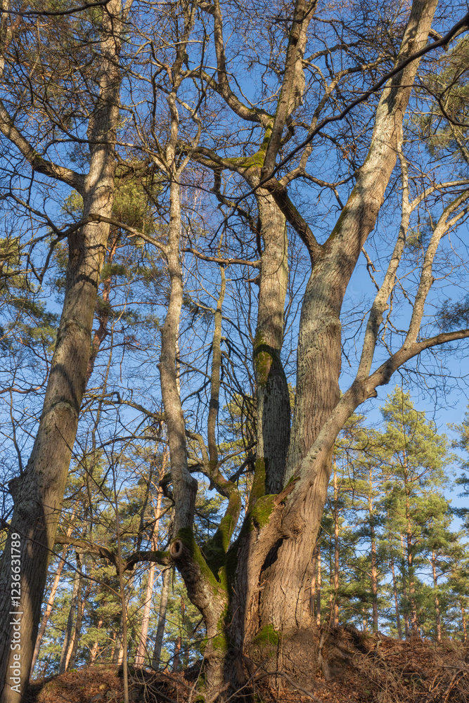Fototapeta premium Old tree with green moss in the forest on a sunny day with blue sky