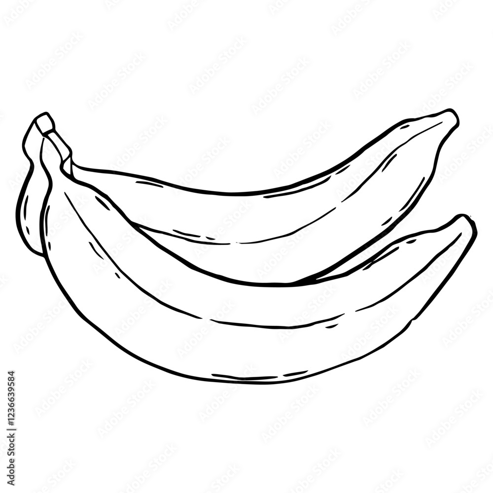 Two Bananas. Banana bunch Hand drawn outline tropical fruit with peel, whole banana. Sketch Vector illustration. Two Bananas. Banana bunch Hand drawn outline tropical fruit with peel, whole banana. Sketch Vector illustration.