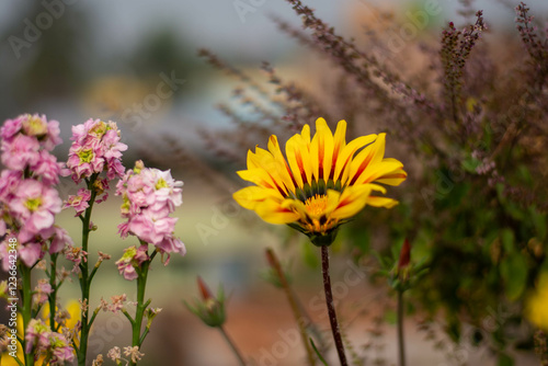 gazania or African daisies flowers in the garden photo