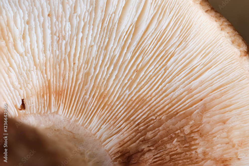 Close up view revealing the delicate gills of a Shiitake mushroom, highlighting its unique texture and pattern