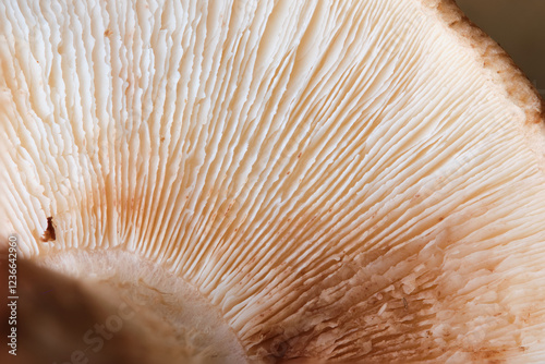 Obraz na płótnie Close up view revealing the delicate gills of a Shiitake mushroom, highlighting its unique texture and pattern w salonie