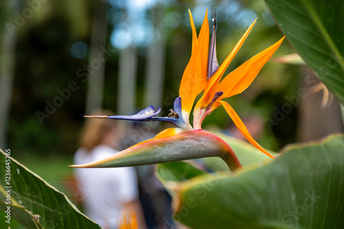Abeja en Strelitzia reginae
