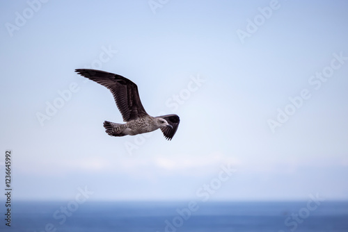 Gaviota volando