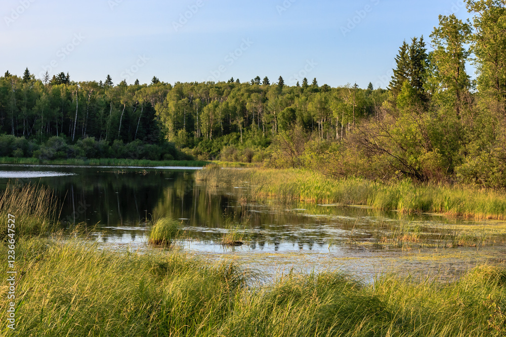 A serene lake surrounded by trees and grass A serene lake surrounded by trees and grass