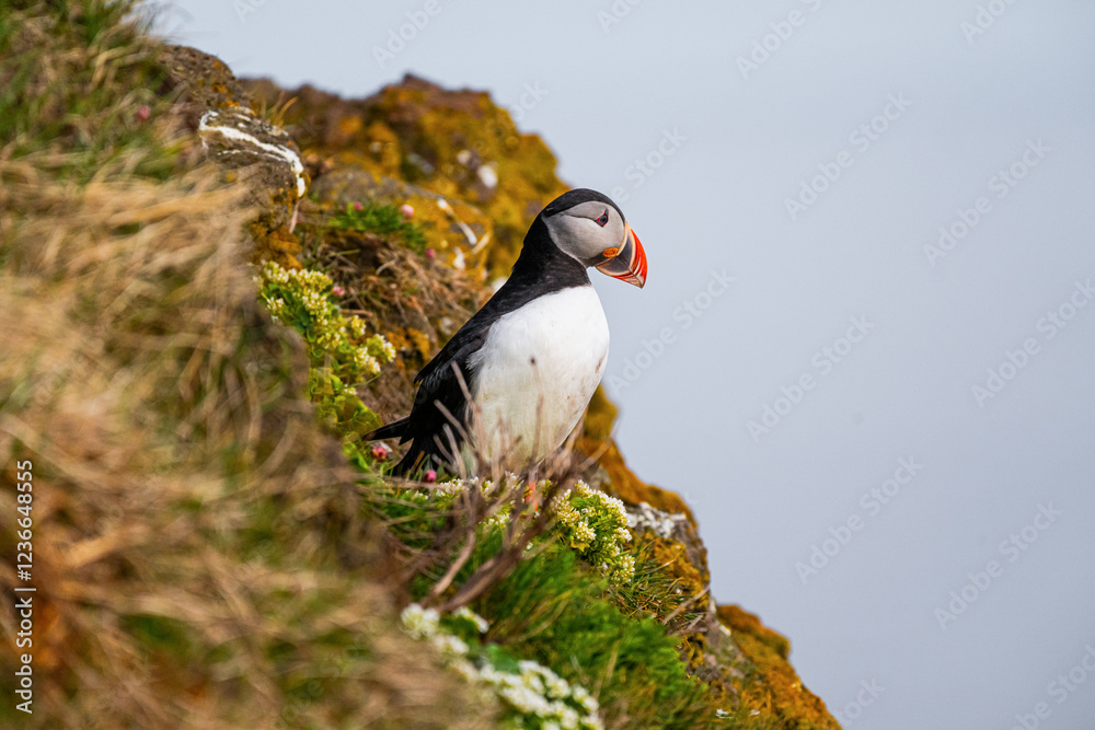 Fototapeta premium Puffin des mers sur une falaise islandaise