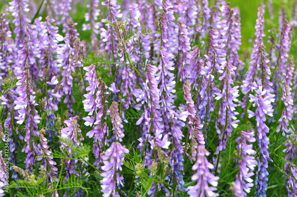 Obraz premium In the wild, thin-leaved peas (Vicia tenuifolia) blooms