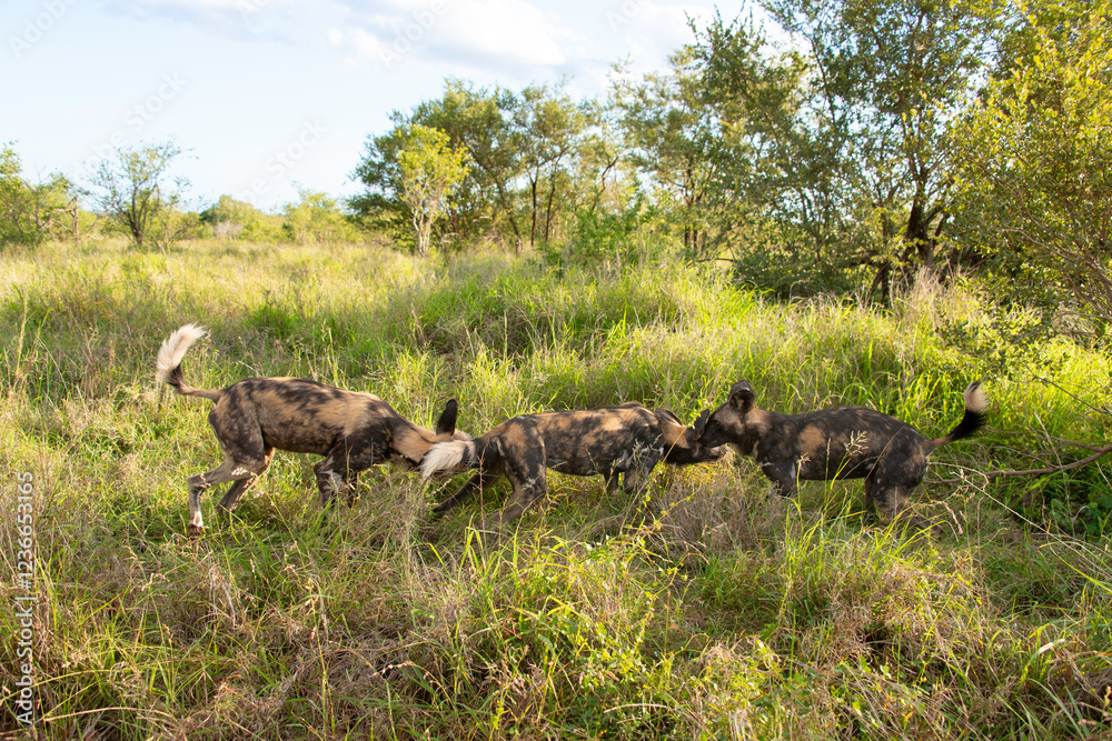Lycaon, Lycaon pictus, Afrique du Sud Lycaon, Lycaon pictus, Afrique du Sud
