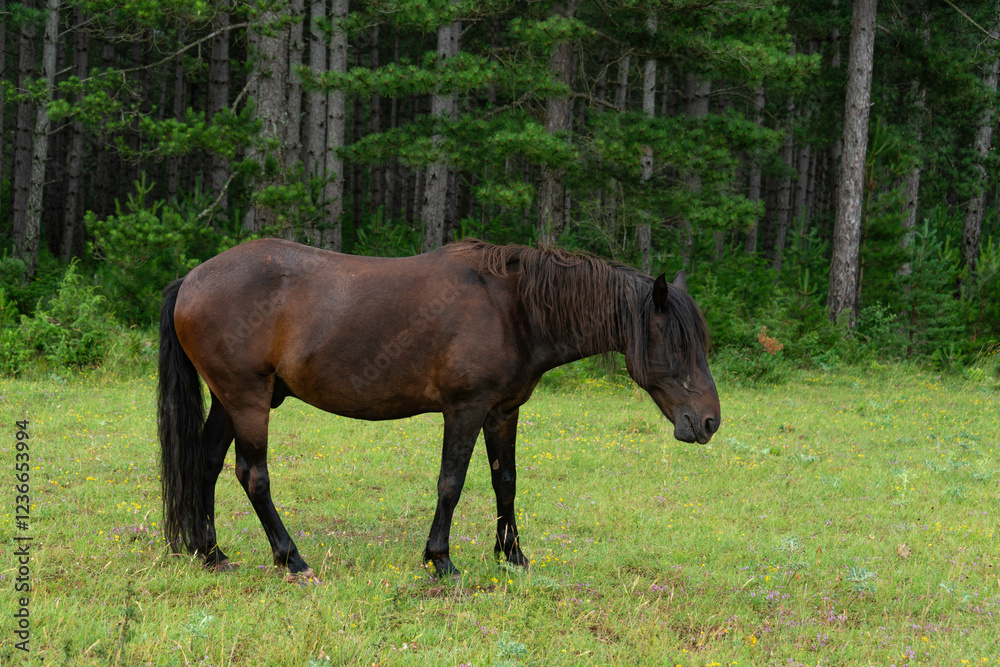 Cheval, les pincelles, Vézouillac , Verrières, causse Rouge, Occitanie, Aveyron, 12, France Cheval, les pincelles, Vézouillac , Verrières, causse Rouge, Occitanie, Aveyron, 12, France
