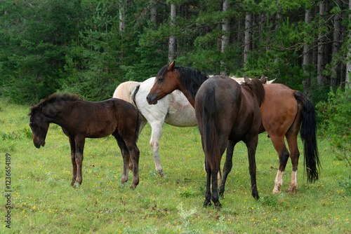 Cheval, les pincelles, Vézouillac , Verrières, causse Rouge, Occitanie, Aveyron, 12, France
