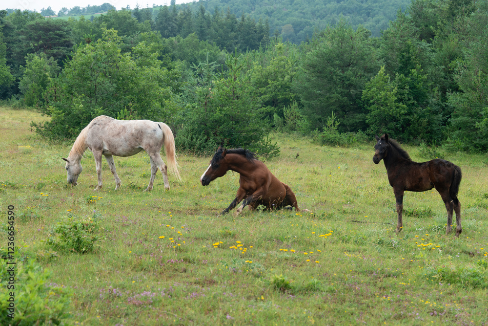 Cheval, les pincelles, Vézouillac , Verrières, causse Rouge, Occitanie, Aveyron, 12, France Cheval, les pincelles, Vézouillac , Verrières, causse Rouge, Occitanie, Aveyron, 12, France