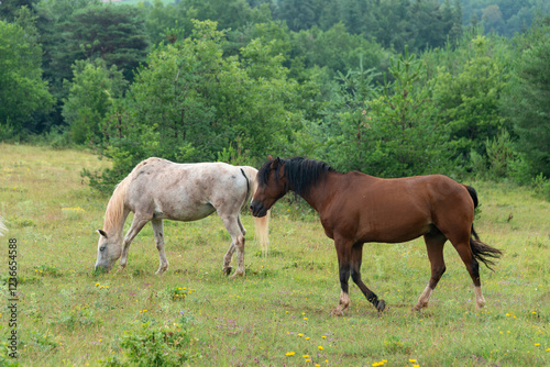 Cheval, les pincelles, Vézouillac , Verrières, causse Rouge, Occitanie, Aveyron, 12, France photo