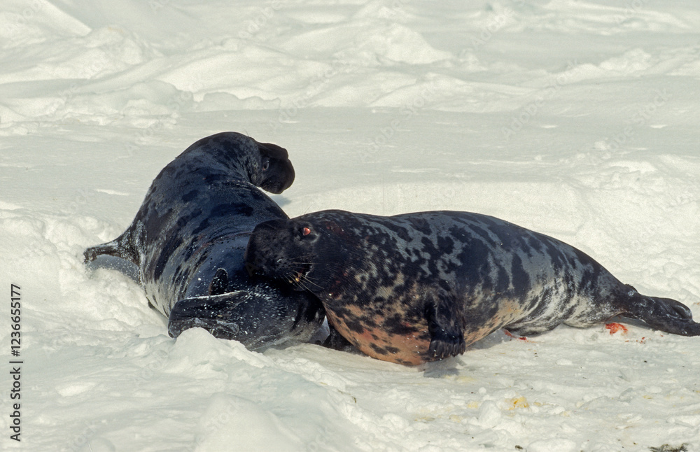 Obraz premium Phoque à capuchon, combat, males, Cystophora cristata, Banquise, Quebec, Canada