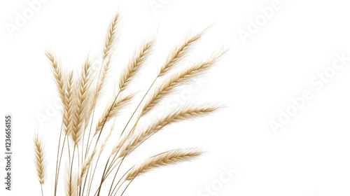 wheat ears isolated on white background