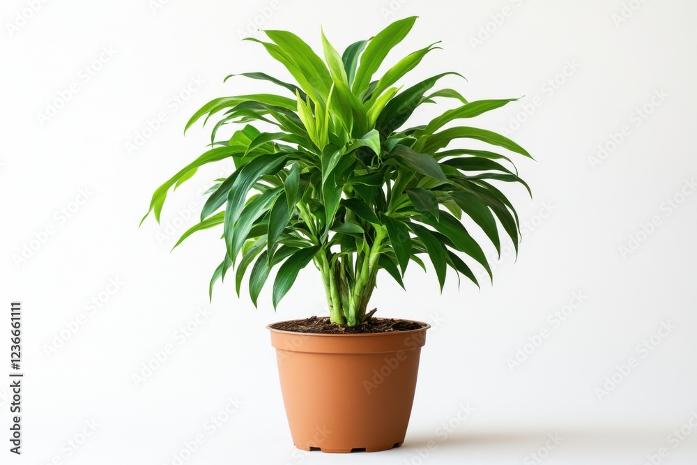 Obraz premium Stunning Dracaena plant thriving in a minimalist home setting with vibrant green leaves and earthy pot details
