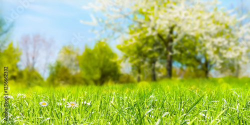 sunny springtime idyll with natural product display in a grass meadow in foreground, blue sky and flowering trees on blurred background, beautiful nature scene for gardening