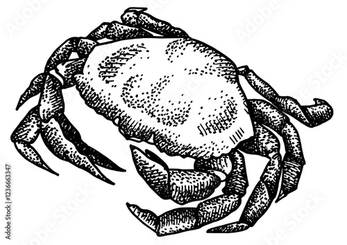 Crab isolated on white background for menu design.  Vintage engraved sketch. Seafood dot drawing collection