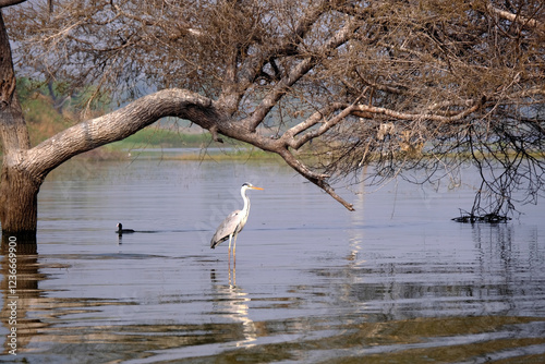 Photography 18 January 2025, Bird watching at Bhigwan Bird Sanctuary – famous for flamingos, Bhigwan is a small town around 100 kms away from Pune, Maharashtra, India