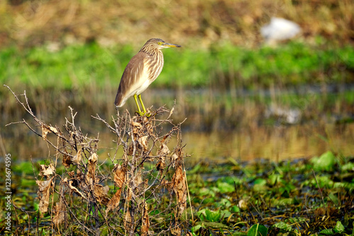 Photography 18 January 2025, Bird watching at Bhigwan Bird Sanctuary – famous for flamingos, Bhigwan is a small town around 100 kms away from Pune, Maharashtra, India