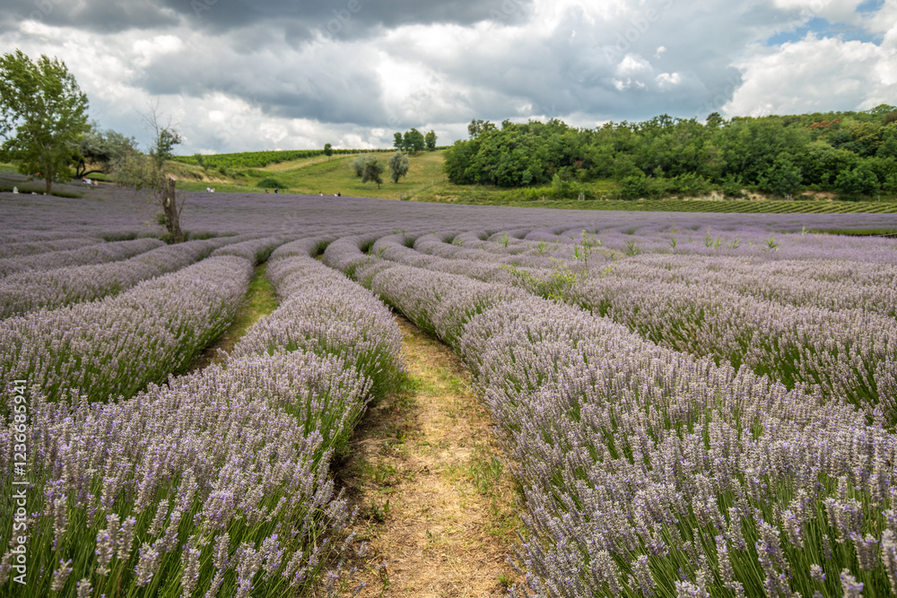 Beautiful summer evening in the lavender field. Great blue lavender bushes in bloom in a Nabau area. Landscape shot at sunset at Balaton, Unagrn Beautiful summer evening in the lavender field. Great blue lavender bushes in bloom in a Nabau area. Landscape shot at sunset at Balaton, Unagrn