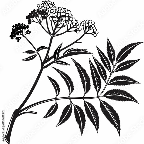 Bai sanicle vector silhouette black design white background