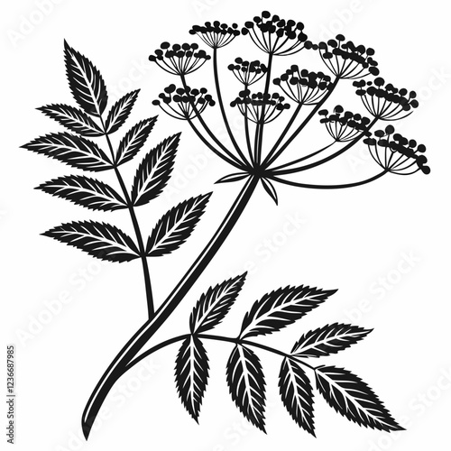 Bai sanicle vector silhouette black design white background