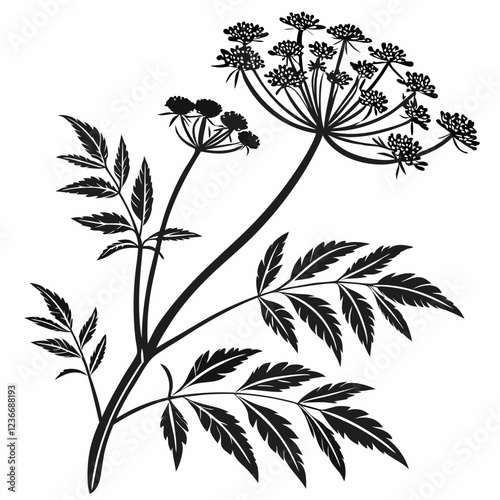 Bai sanicle vector silhouette black design white background