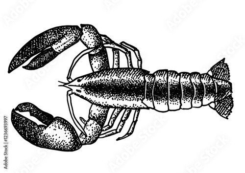Lobster silhouette isolated on white background for menu design.  Vintage engraved sketch. Seafood dot drawing collection