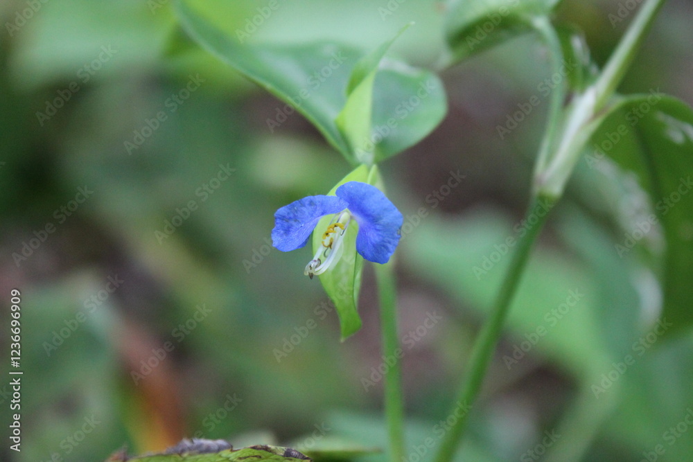 A sample of Asiatic Dayflower (Commelina Communis) in the Spiderwort family, growing in Ontario Canada. -Captured by MIROFOSS A sample of Asiatic Dayflower (Commelina Communis) in the Spiderwort family, growing in Ontario Canada. -Captured by MIROFOSS