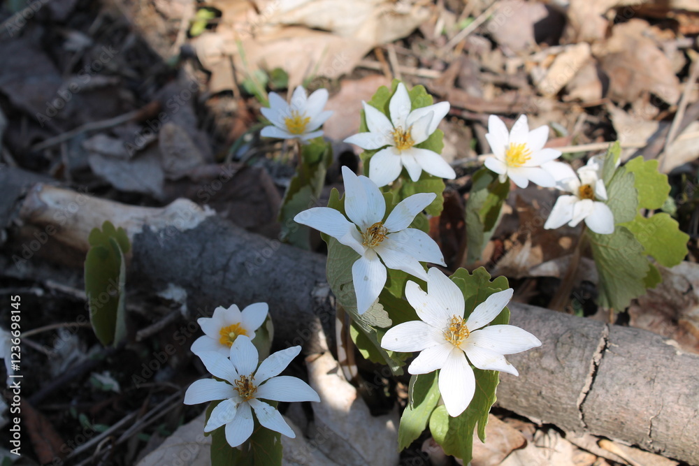 A sample of Bloodroot (Sanguinaria Canadensis) in the Poppy family, growing in Ontario Canada. -Captured by MIROFOSS A sample of Bloodroot (Sanguinaria Canadensis) in the Poppy family, growing in Ontario Canada. -Captured by MIROFOSS
