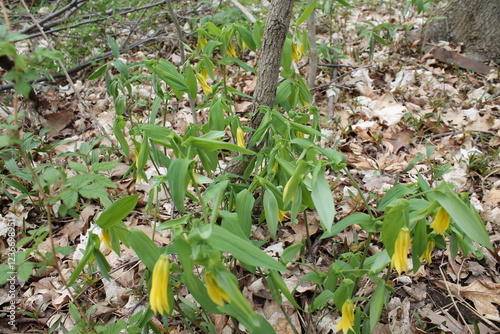 Tableau sur toile A sample of Bellwort (Uvularia Grandiflora) in the Lily family, growing in Ontario Canada