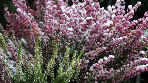 snow falling on Colorful Blooming Heather, winter background
