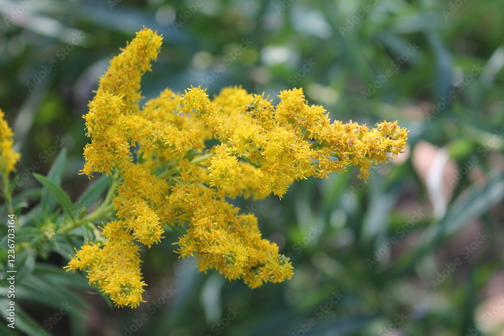 A sample of Canada Goldenrod (Solidago Canadensis) in the Aster family, growing in Ontario Canada. -Captured by MIROFOSS A sample of Canada Goldenrod (Solidago Canadensis) in the Aster family, growing in Ontario Canada. -Captured by MIROFOSS