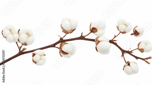 Cotton plant branch with fluffy bolls isolated on white background; perfect for textile or fashion designs