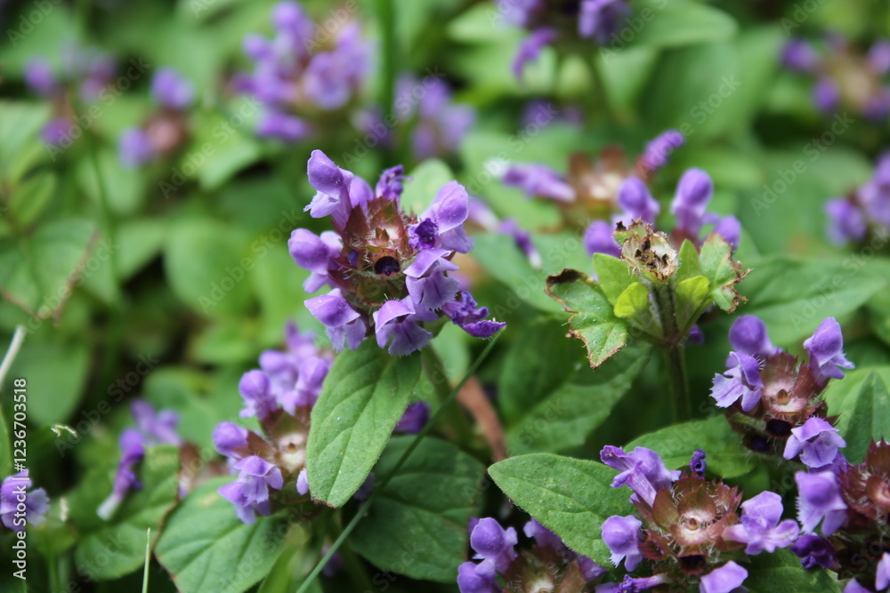 A sample of Heal-All (Prunella Vulgaris) in the Mint family, growing in Ontario Canada. -Captured by MIROFOSS A sample of Heal-All (Prunella Vulgaris) in the Mint family, growing in Ontario Canada. -Captured by MIROFOSS