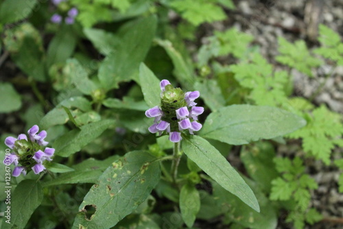 Wallpaper Mural A sample of Heal-All (Prunella Vulgaris) in the Mint family, growing in Ontario Canada. -Captured by MIROFOSS Torontodigital.ca