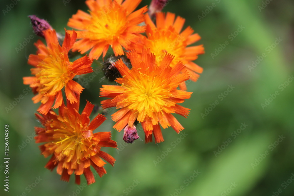 A sample of Orange Hawkweed (Hieracium Aurantiacum) in the Aster family, growing in Ontario Canada. -Captured by MIROFOSS A sample of Orange Hawkweed (Hieracium Aurantiacum) in the Aster family, growing in Ontario Canada. -Captured by MIROFOSS
